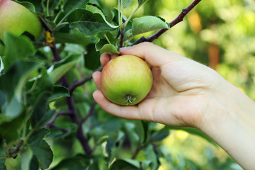 Female hand picking apple from tree