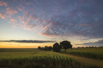 Fototapeta Pole kukurydzy o wschodzie słońca obraz
