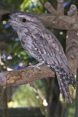Tawny Frogmouth Owl