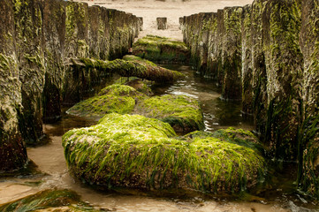 breakwater algae © summit fever