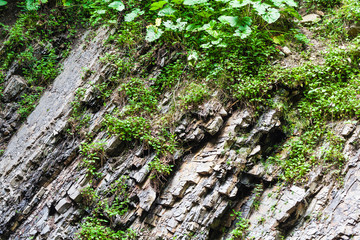 texture of rocks with plants