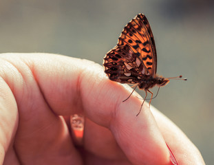 Butterfly closeup