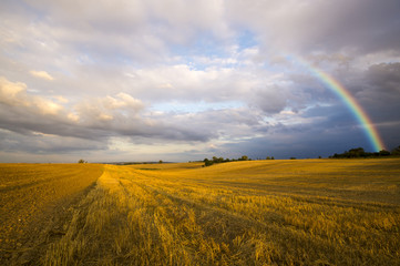 Kolorowa tęcza nad polem po przejściu porannej ulewy © Mike Mareen
