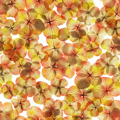 Obraz na płótnie Canvas seamless autumn, skeleton and transparent flower buds, with some seasonal color gradients