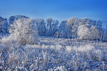 frozen landscape