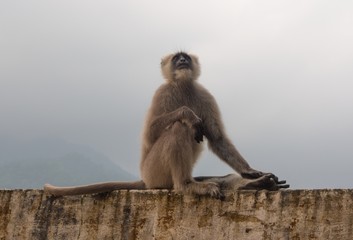 The black monkey in Rishikesh