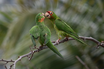 Perruches amoureuses à Miami