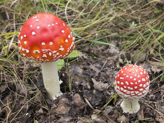 Мухоморы