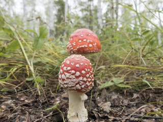Грибы Мухоморы