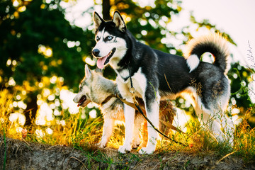 Two Young Happy Husky Eskimo Dogs Playing  © Great Brut Here