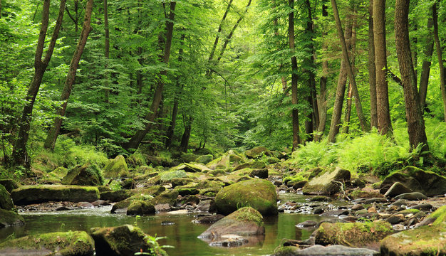 river in the spring forest - Powered by Adobe