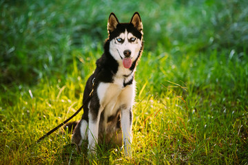 Young Happy Husky Eskimo Dog Sitting In Grass Outdoor