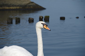 白鳥の横顔
