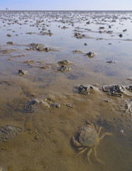 Krabbe im Watt mit Wattwurmhaufen und Pärchen