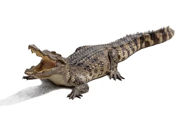 Fotobehang Krokodil krokodil