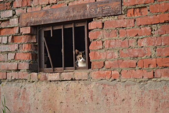 кошка в окне