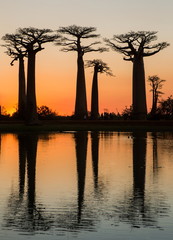 Avenue des baobabs au coucher du soleil. Madagascar.