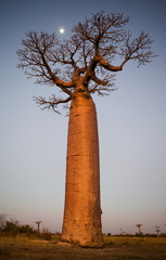 Avenue des baobabs au coucher du soleil. Madagascar.