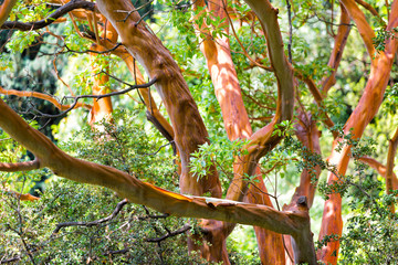 Tree trunk of Arbutus (disambiguation) close up