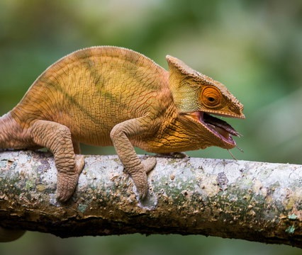 Chameleon closeup. Madagascar.