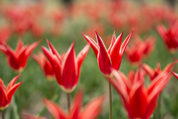 万博記念公園のチューリップ