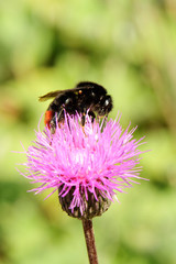 Grashummel – Bombus ruderarius