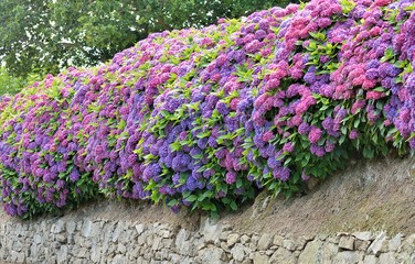 Belle haie d'hortensias mauves roses et bleus de Bretagne