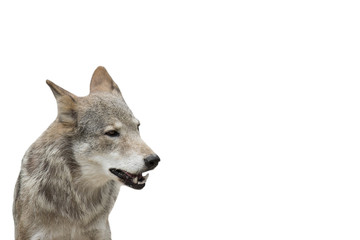 wolf on a white background isolated