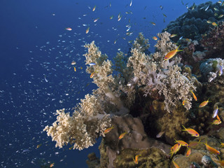 Fototapeta na wymiar Soft coral surrounded by yellow sweepers, Weichkoralle mit Glasfischen