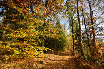 road in autumn forest