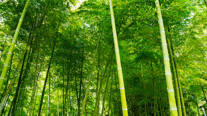 Fototapeta premium bamboo(Bamboo of Japan)