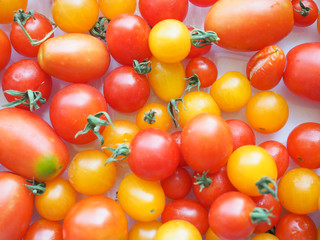 Tomato vegetables