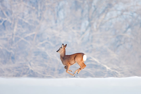 One deer running on snow over the forest background. 