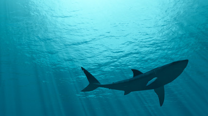white shark
