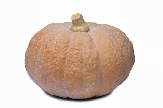 Zacca di stagione