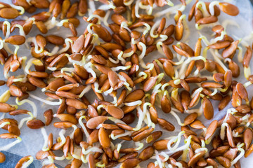  young seedlings in plastic bag for organic food