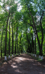 Fototapeta premium В парке тень