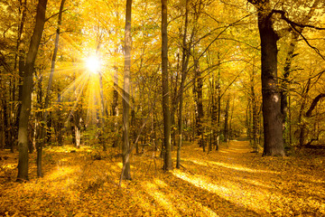 Gold Autumn landscape with sunlight and sunbeams - Beautiful