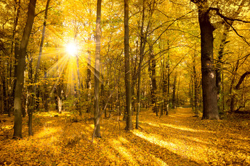 Fototapeta premium Gold Autumn landscape with sunlight and sunbeams - Beautiful