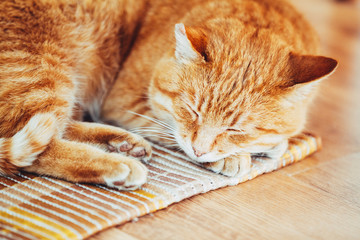 Peaceful Orange Red Tabby Cat Male Kitten Sleeping In His Bed On