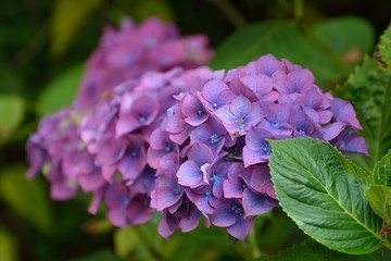 Belles boules d'hortensias bleues mauves