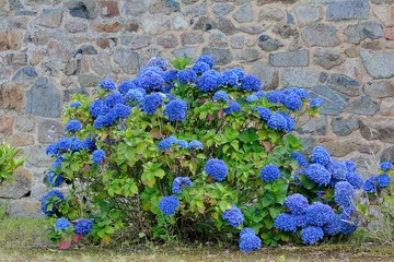 Hortensias bleus du Trégor en Bretagne © aquaphoto