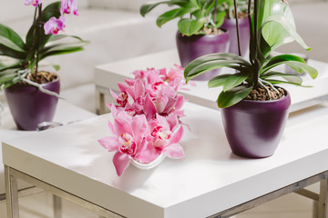 Fototapeta na wymiar Growing pink orchid with petals arrangment in interior