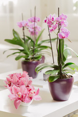 Naklejka na ściany i meble Growing pink orchid with petals arrangment in interior