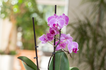 Pink orchid growing in the interior