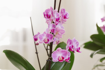 Pink orchid growing at interior