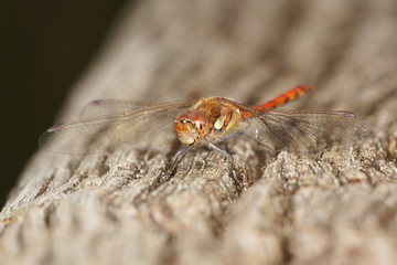 Common Darter, Dragonfly