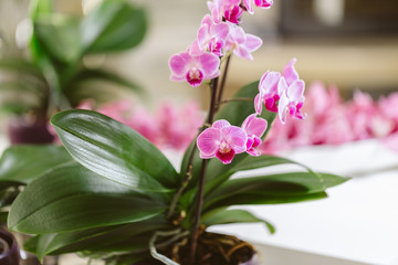 Pink orchid growing at interior