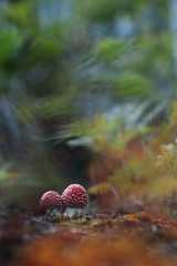 agaric amanita muscaria mushroom in forest autumn 
