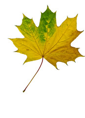 Осенний жёлтый кленовый лист на белом фоне.